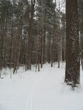 XC ski trail through Pine trees