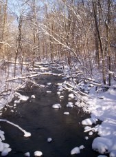 Stream in Winter